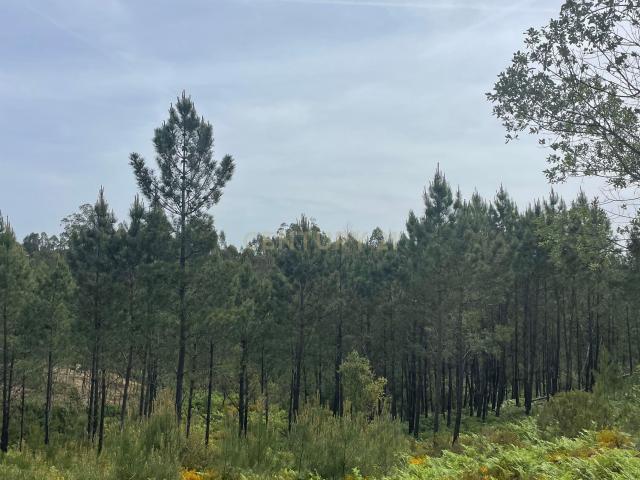 Terreno venda em Abrantes, Santarém