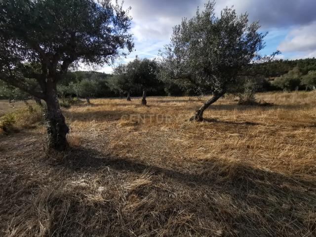Terreno venda em Castelo Branco