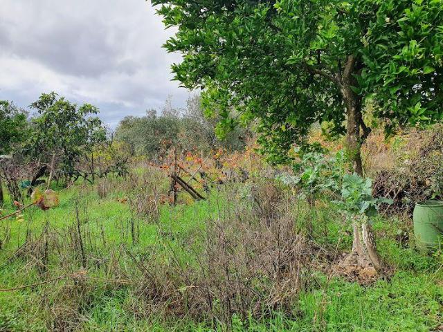 Terreno venda em Guarda