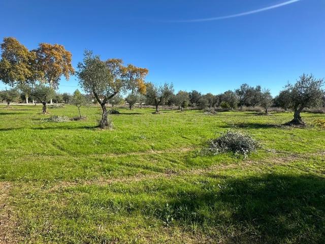 Terreno venda em Castelo Branco, Idanha-a-nova