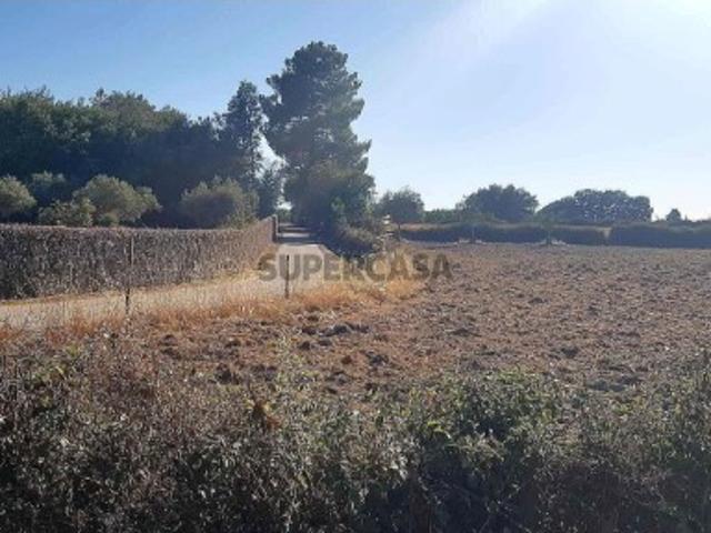 Terreno venda em Castelo Branco