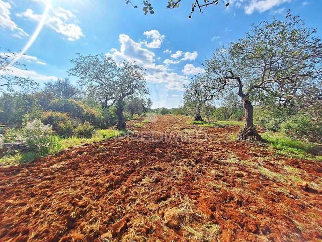 Terreno venda em Loulé, Faro