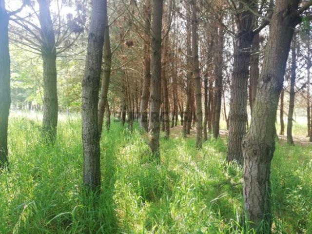 Terreno venda em Ovar, Aveiro
