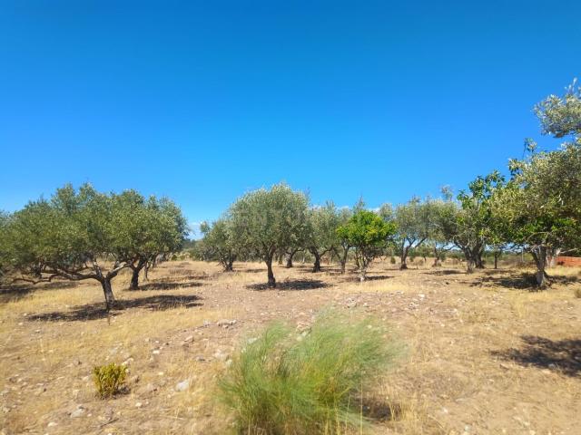 Terreno venda em Castelo Branco