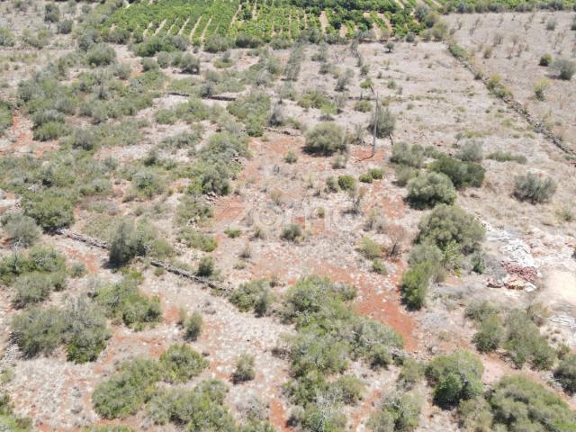 Terreno venda em São Bartolomeu De Messines, Faro