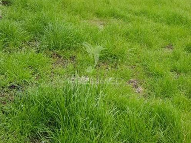 Terreno venda em Urbanização S. Domingos, Peso Da Régua