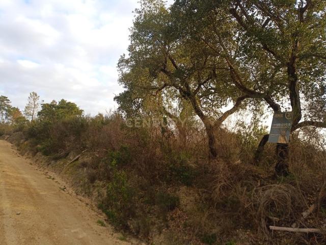 Terreno venda em Castelo Branco