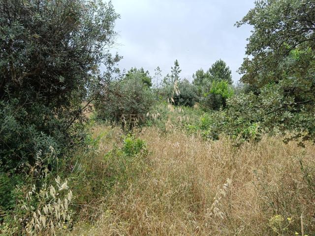 Terreno venda em Castelo Branco