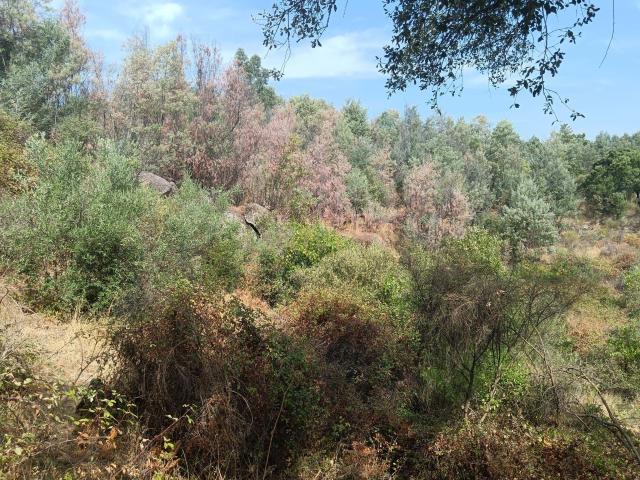 Terreno venda em Castelo Branco