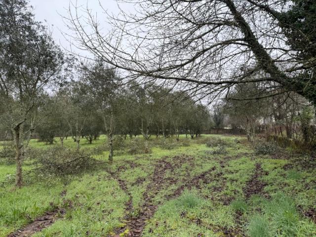 Terreno venda em Carregal Do Sal, Viseu