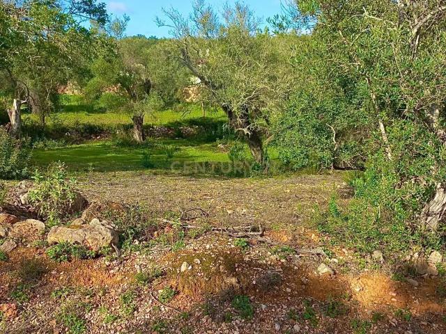 Terreno venda em Loulé, Faro