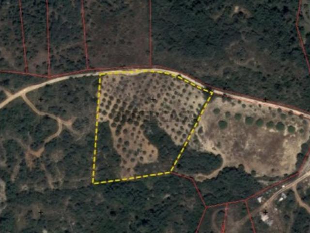 Terreno venda em Torres Novas, Santarém