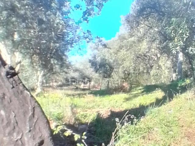 Terreno venda em Portalegre