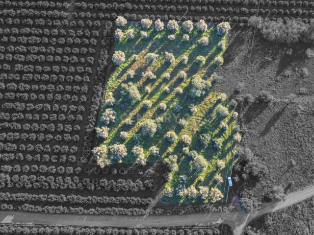 Terreno venda em São Bartolomeu De Messines, Faro