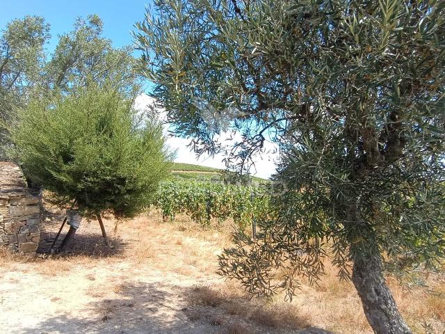 Terreno venda em Cabana, Peso da Régua
