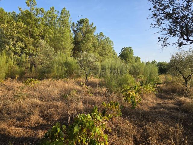 Terreno venda em Castelo Branco
