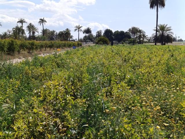Terreno en venta en Carrús Oest, el Baix Vinalopó