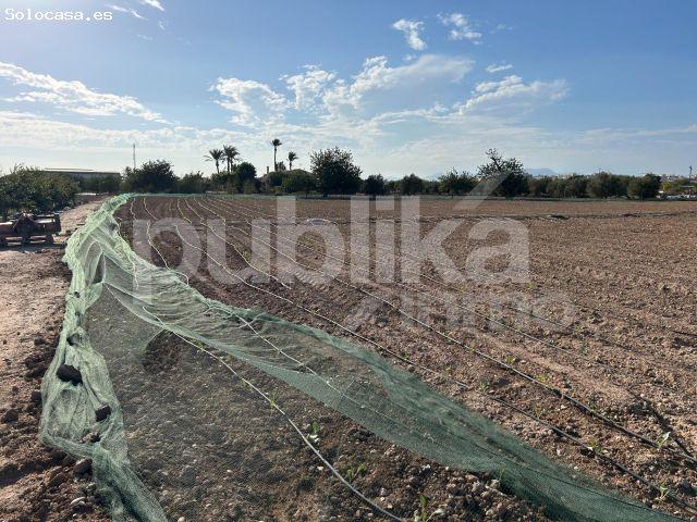 Local Comercial en venta en les Baies / Las Bayas, el Baix Vinalopó