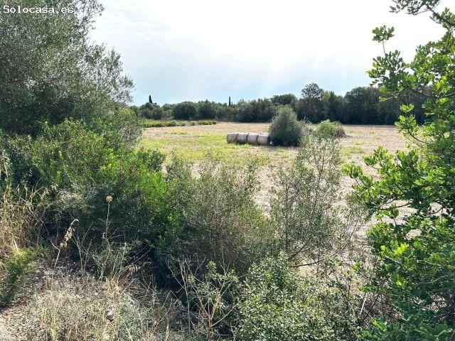 Local Comercial en venta en ses Cases Noves, Pla de Mallorca
