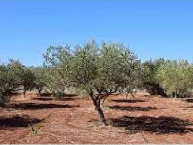 Local Comercial en venta en el Baix Maestrat, Valencia