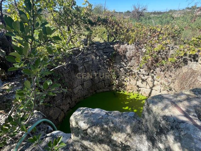 Terreno venda em Castelo Branco