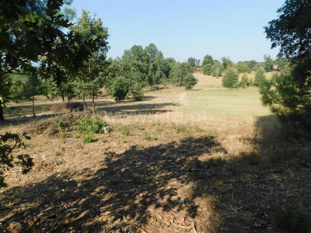 Terreno venda em Castelo Branco, Peraboa