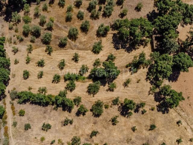 Terreno venda em Castelo Branco, Peraboa