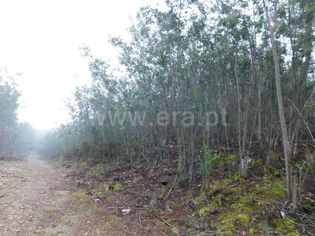 Terreno venda em Castelo Branco, Aldeia Nova Do Cabo