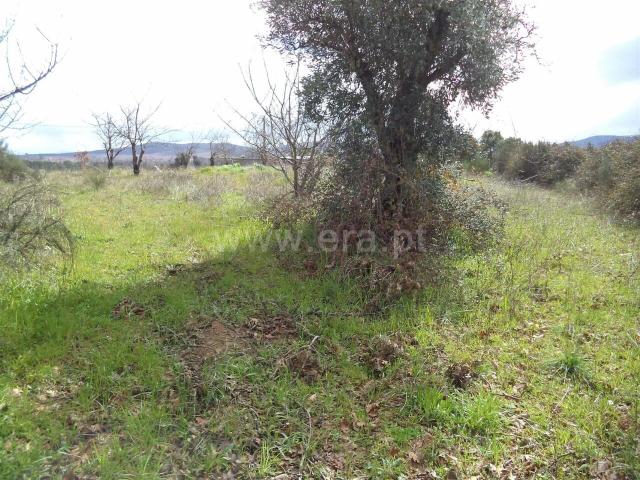 Terreno venda em Castelo Branco, Aldeia Nova Do Cabo