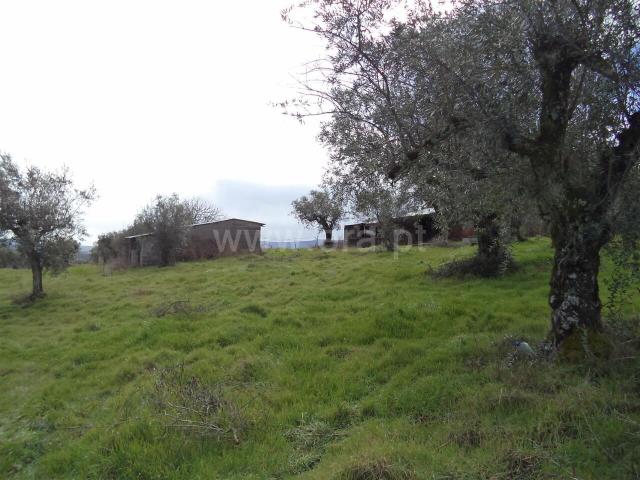 Terreno venda em Pombal, Carnide