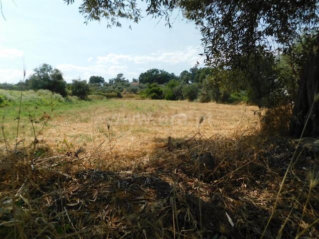 Terreno venda em Castelo Branco, Aldeia Nova Do Cabo
