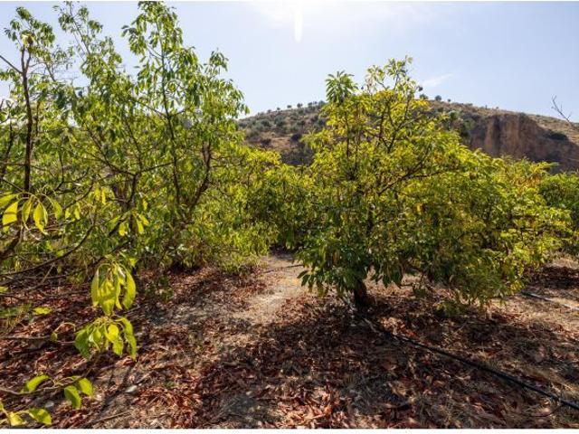 Local Comercial en venta en Comarca del Valle de Lecrín, Andalucía