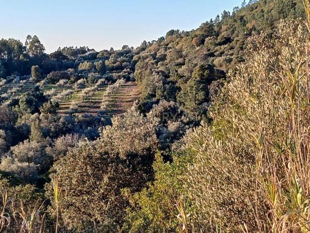 Terreno venda em Casal do João Dias, Torres Novas
