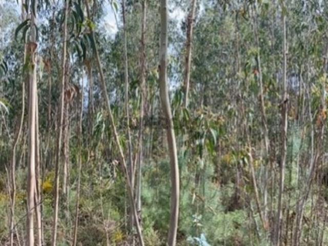 Terreno venda em Lajeosa do Dão, Tondela