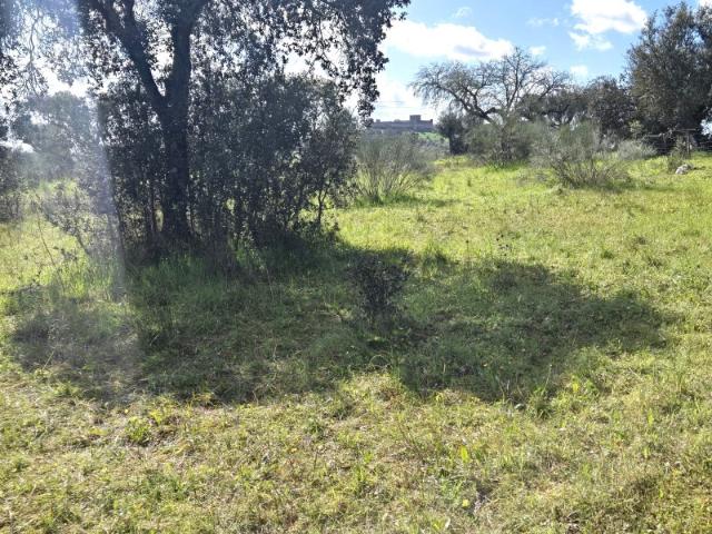 Terreno venda em São Pedro Terena, Évora
