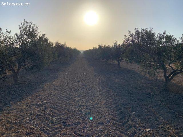 Local Comercial en venta en Mortí Bajo, Bajo Guadalentín