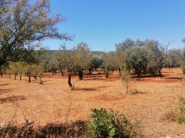 Terreno venda em Loulé, Faro