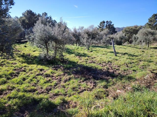 Terreno venda em Castelo Branco