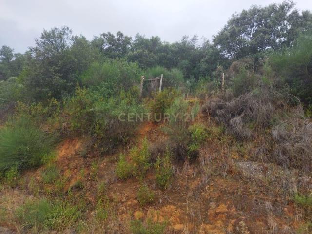 Terreno venda em Castelo Branco