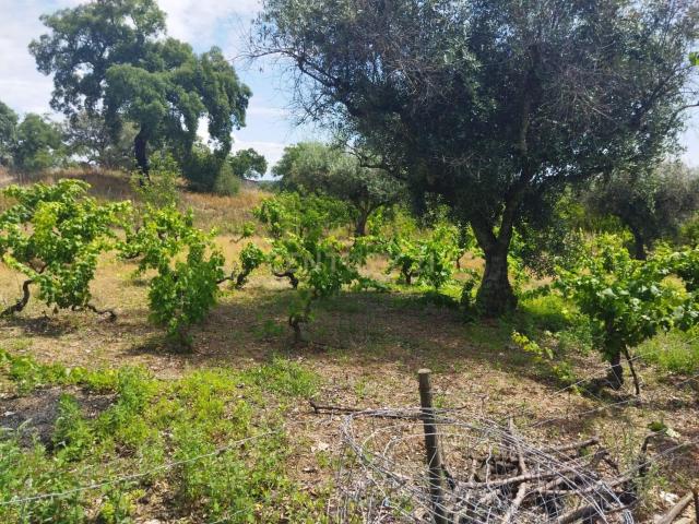 Terreno venda em Castelo Branco