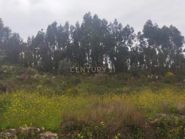 Terreno venda em Castelo Branco