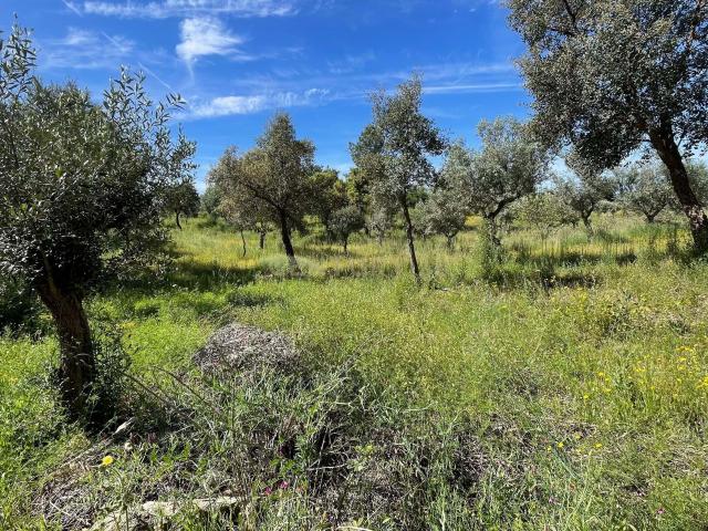 Terreno venda em Castelo Branco