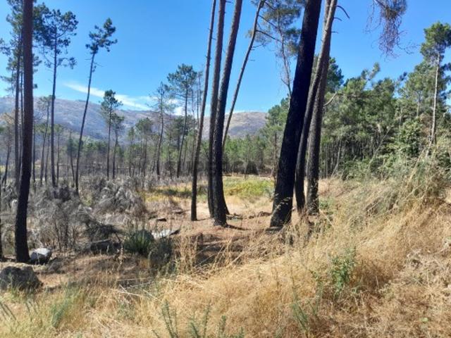 Terreno venda em Lamego, Viseu