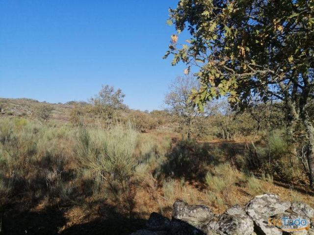 Terreno venda em Castelo De Vide, Portalegre