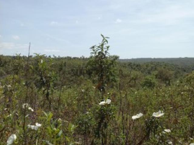 Terreno venda em Grândola, Setúbal