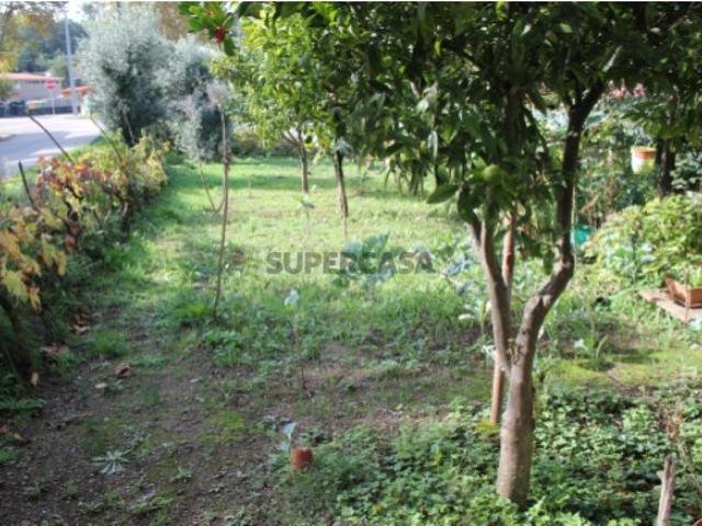 Terreno venda em Arganil