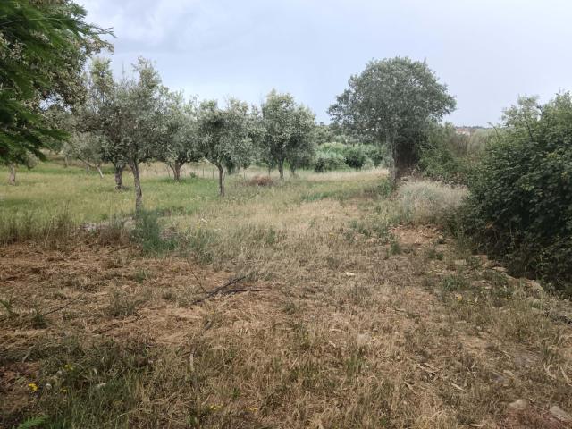 Terreno venda em Castelo Branco