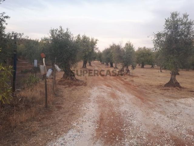 Terreno venda em Vila Viçosa Terreno venda em Vila Viçosa