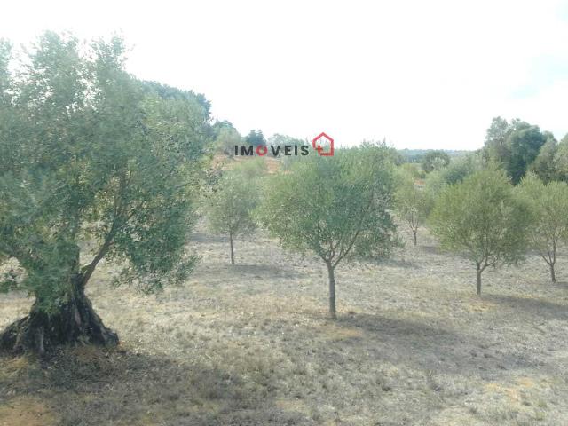 Terreno venda em Santarém