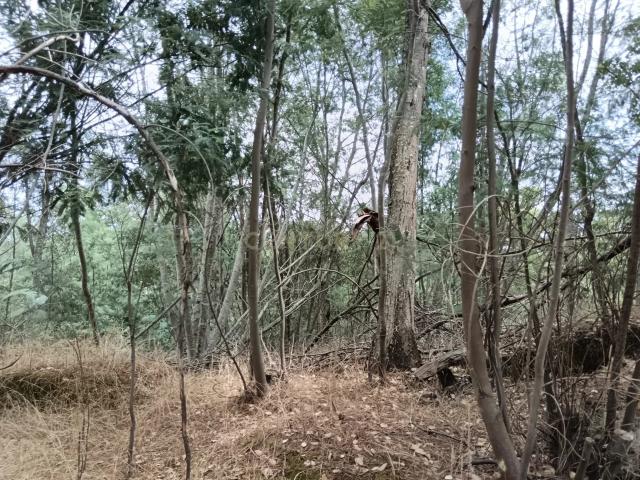 Terreno venda em Castelo Branco